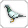 VEN Pigeon