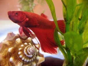 FishyFish - Ayu