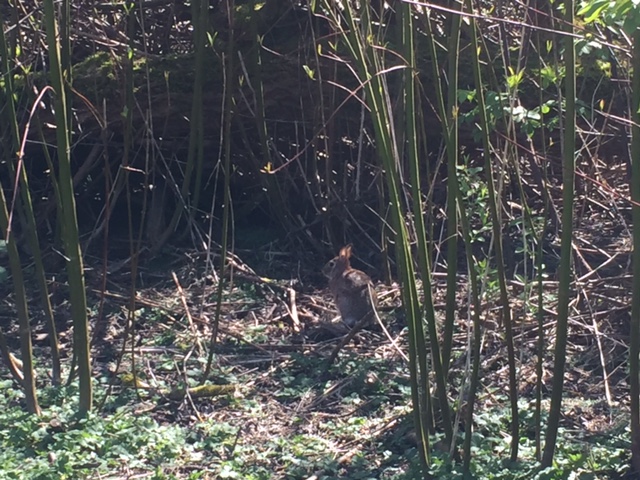 March30_Bunny